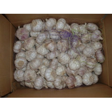 Fresh Garlic (5.5cm and up)